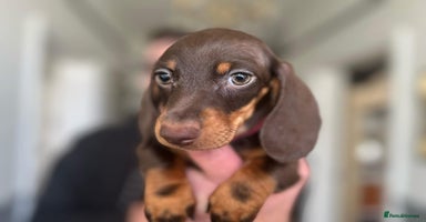 Miniature Dachshund dogs 1st TIME ADVERTISED, KC REG, TRUE MINI DACHSHUND  - Advert 12