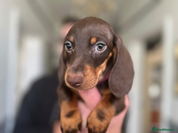 Miniature Dachshund dogs 1st TIME ADVERTISED, KC REG, TRUE MINI DACHSHUND - Advert 16