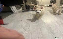 Siberian Husky dogs for sale: Last Male Pure White Siberian Husky  - Image 6