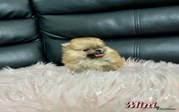 Pomeranian dogs for sale: 🔥Very Tiny🧸 Top Quality  - Image 19