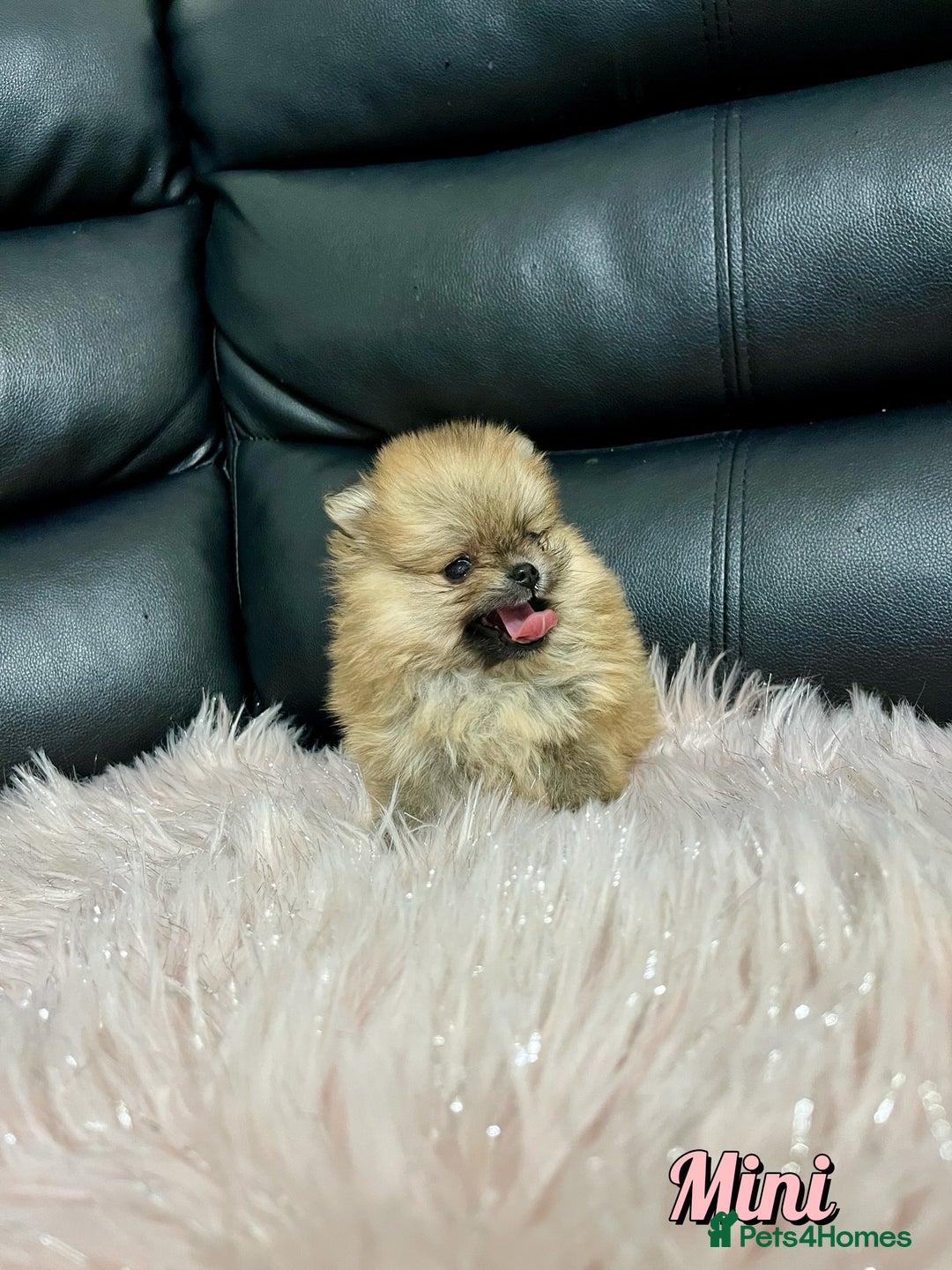 Pomeranian dogs for sale: 🔥Very Tiny🧸 Top Quality  - Image 19