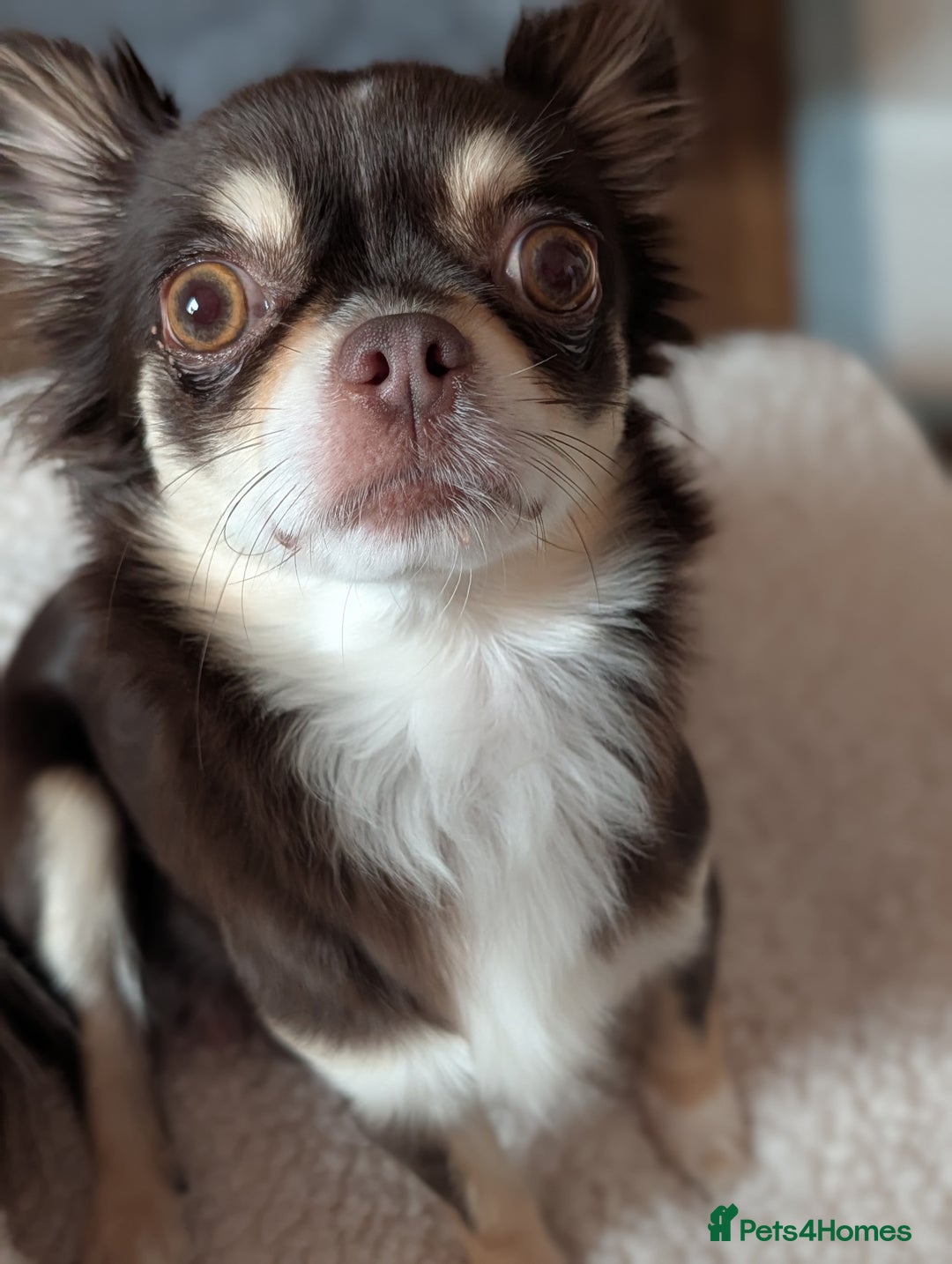 Chihuahua dogs for sale: Gorgeous Chihuahuas looking for their forever home - Advert 2