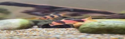 Other/Mixed Breed fish for sale: Siemese Flying Fox and Fish Net Flying Fox - Advert 10
