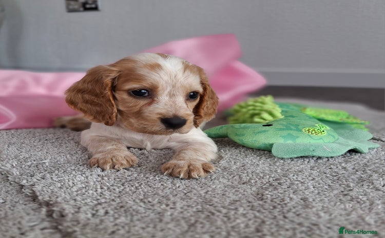 Cocker Spaniel dogs - Advert 2