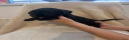 Labrador Retriever dogs for sale: 6 beautiful lab girls  in Surbiton - Advert 35