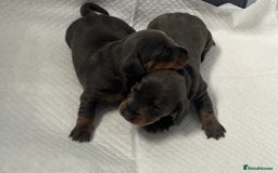 Miniature Dachshund dogs for sale: mini dachshund puppys❗️LAST BOY❗️ - Image 14