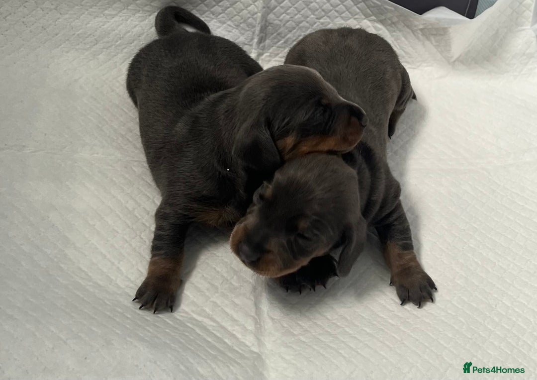 Miniature Dachshund dogs for sale: mini dachshund puppys❗️LAST BOY❗️ - Image 14