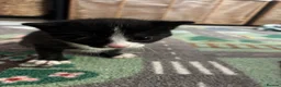 Mixed Breed cats for sale: 3 kittens for sale  - Advert 7