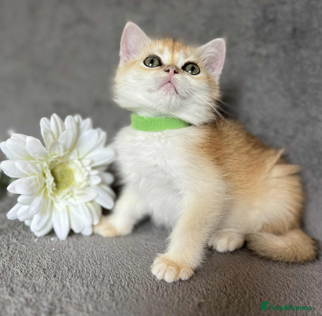 British Shorthair cats for sale: Beautiful British Shorthair kittens 🫶 - Image 7