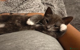 Domestic Shorthair cats for sale: Loving kittens - Image 27