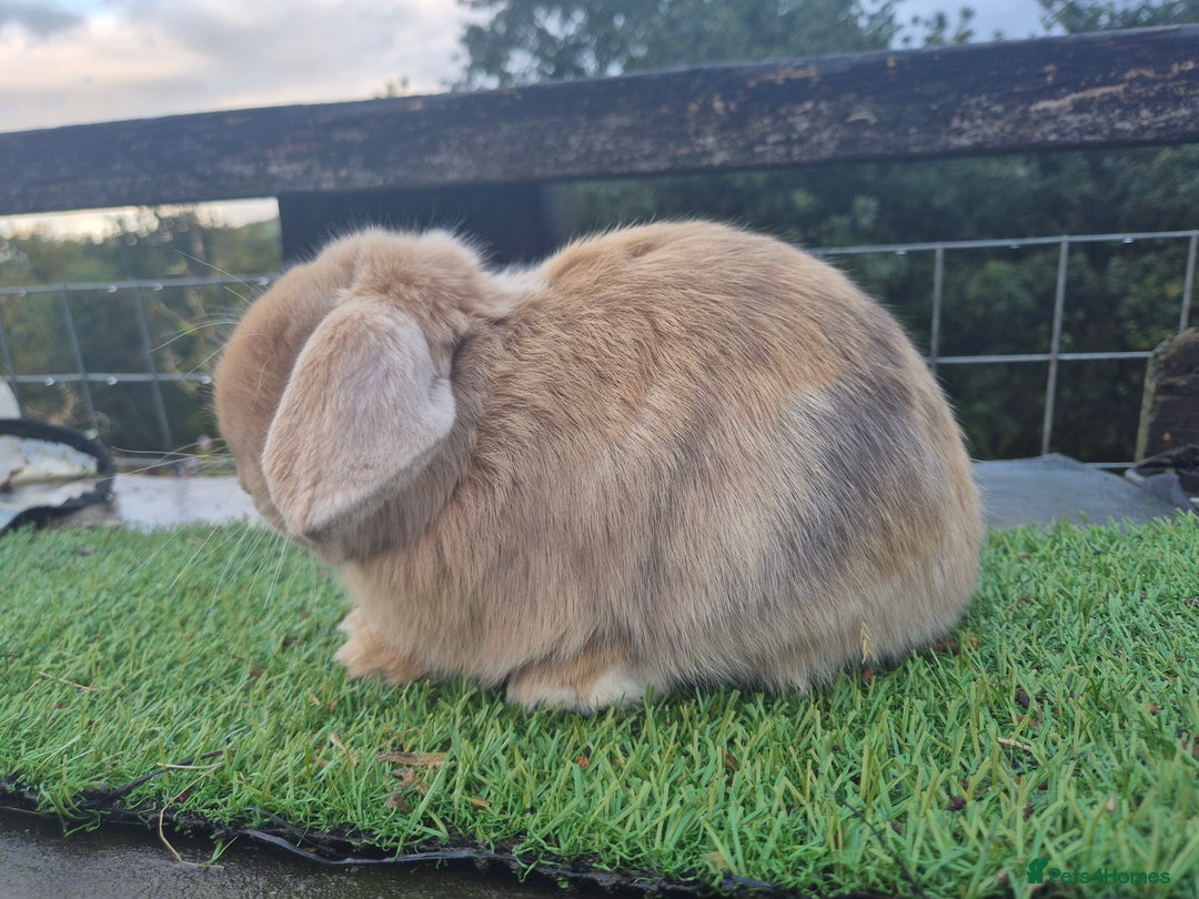 Mini Lop rabbits for sale: Various Mini Lops  - Advert 27