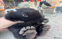 Dwarf Lop rabbits for sale: Dwarf lop kitts  - Image 8