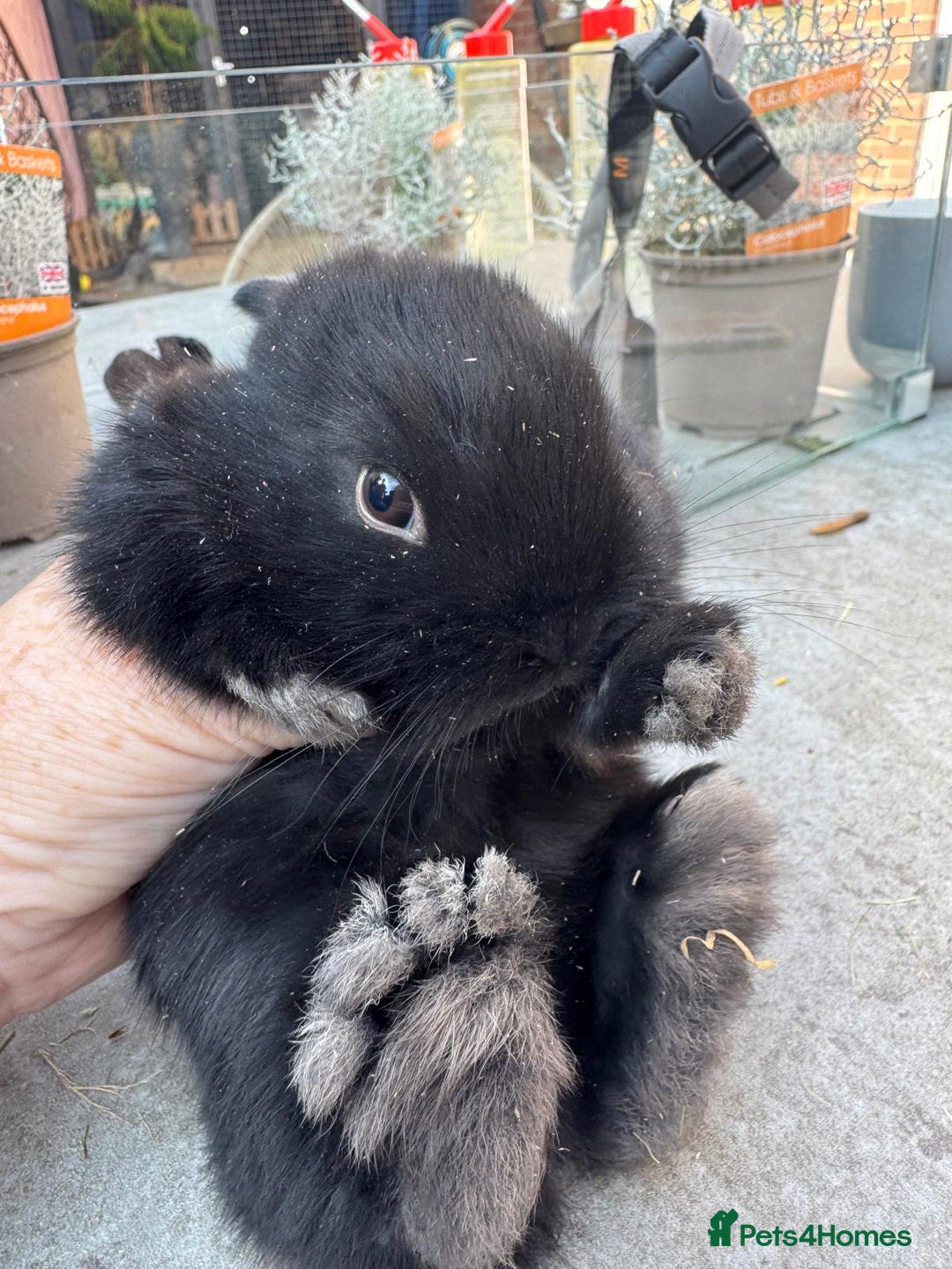 Dwarf Lop rabbits for sale: Dwarf lop kitts  - Image 8