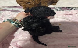 Cockapoo dogs for sale: 10 F1b cockapoo pups for sale  - Advert 17