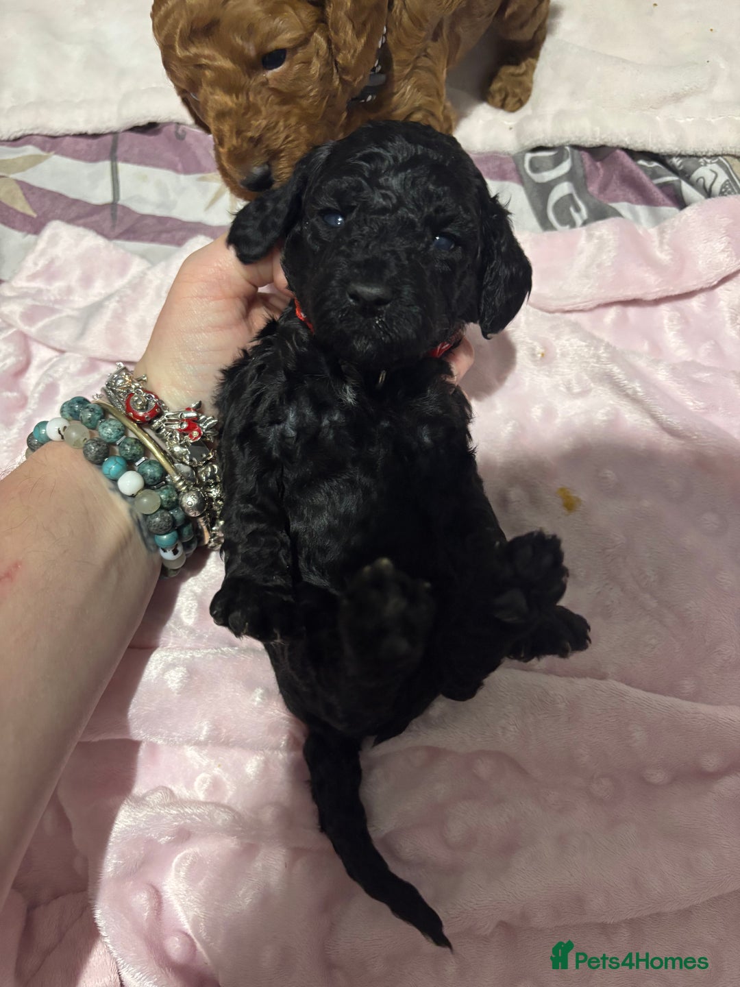 Cockapoo dogs for sale: 10 F1b cockapoo pups for sale  - Advert 17