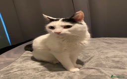 British Shorthair cats for sale: Gorgeous cat for rehoming.  - Image 3