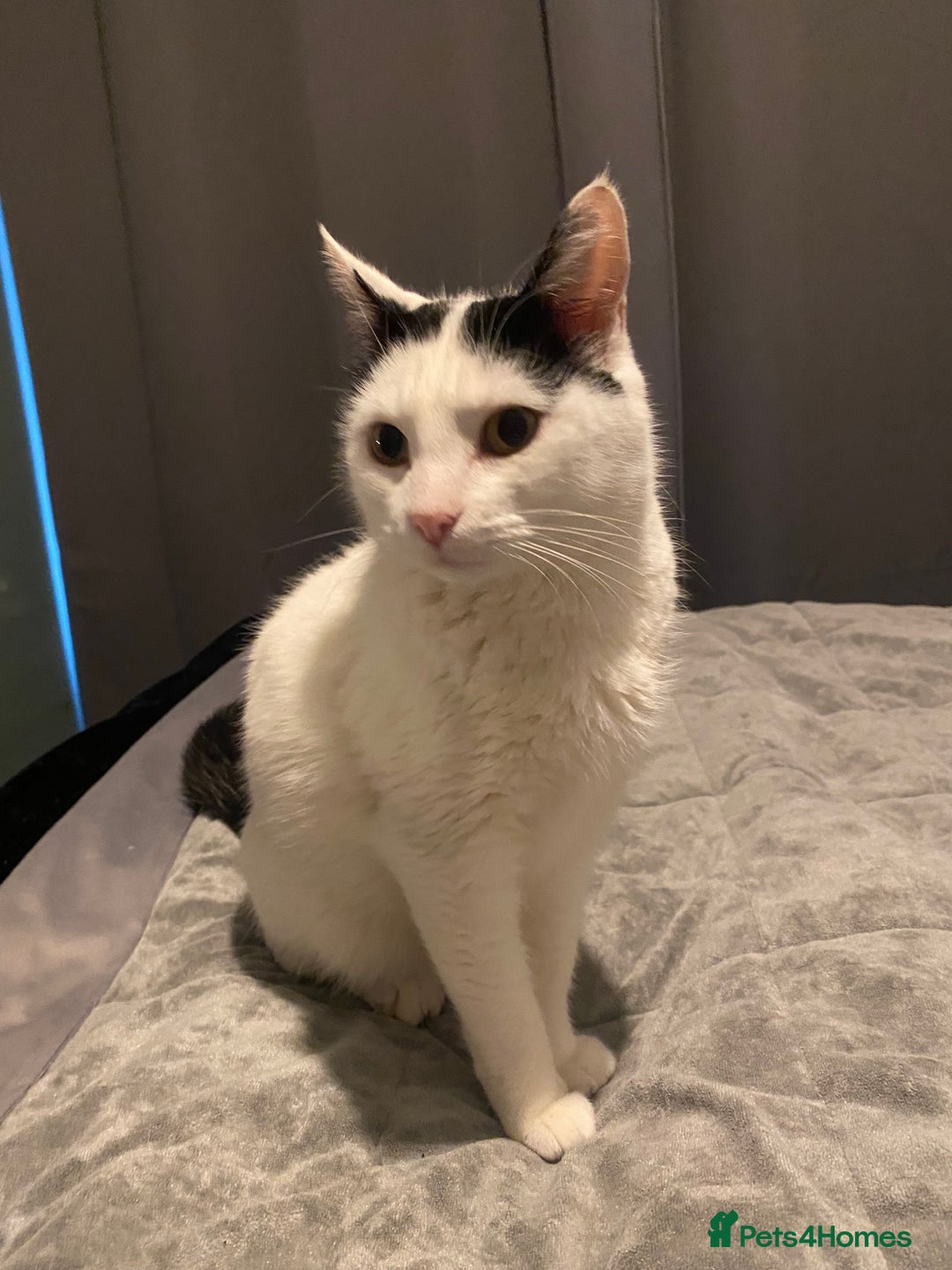 British Shorthair cats for sale: Gorgeous cat for rehoming.  - Image 3