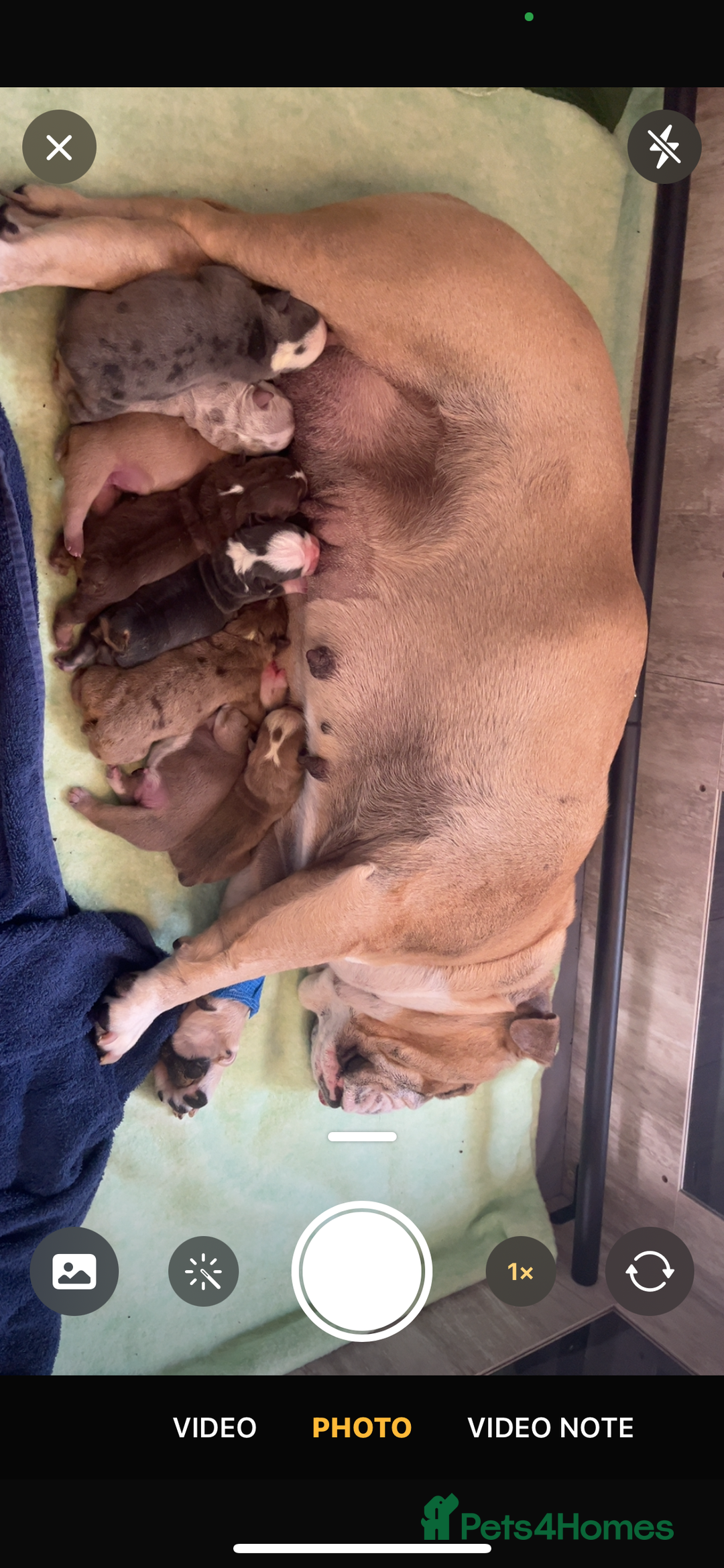 English Bulldog dogs for sale: Beautiful bulldog babies  - Image 13