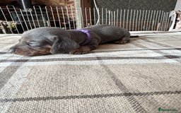 Miniature Dachshund dogs for sale: 🐾 Miniature Dachshund Puppies for Sale 🐾 - Image 4
