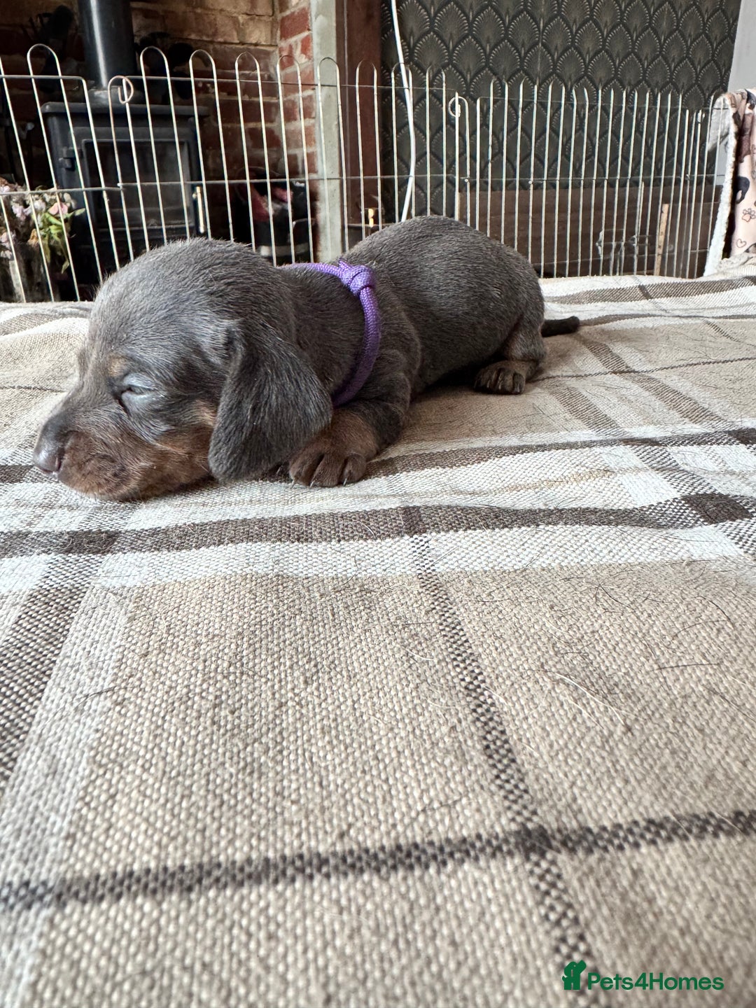 Miniature Dachshund dogs for sale: 🐾 Miniature Dachshund Puppies for Sale 🐾 - Image 4