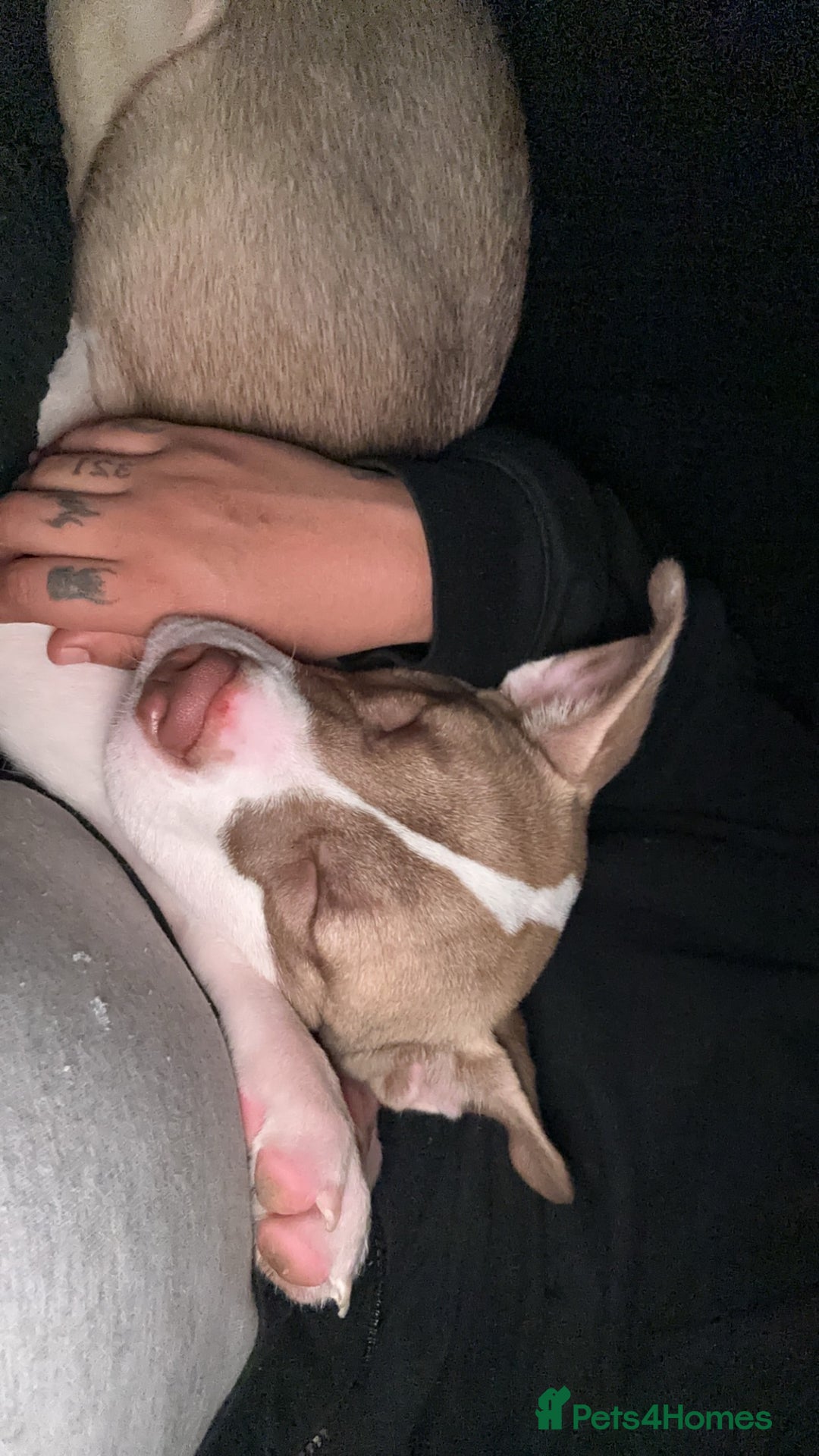 Mixed Breed dogs for sale: Staff x Akita  - Image 3