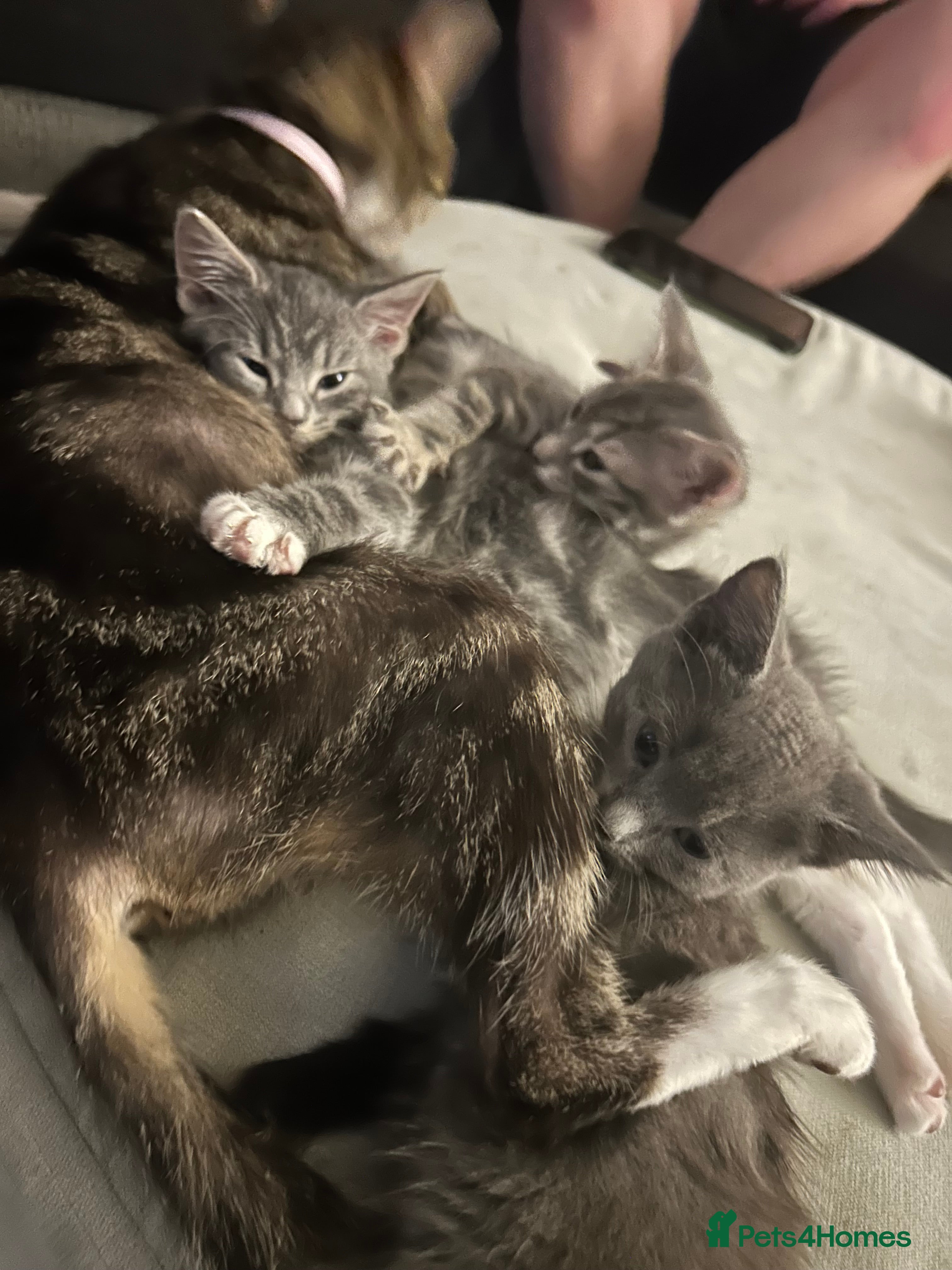 Mixed Breed cats 3 Blue British shorthair and Mancoon mixed kittens - Advert 4