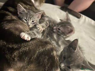 Mixed Breed cats 3 Blue British shorthair and Mancoon mixed kittens - Advert 4