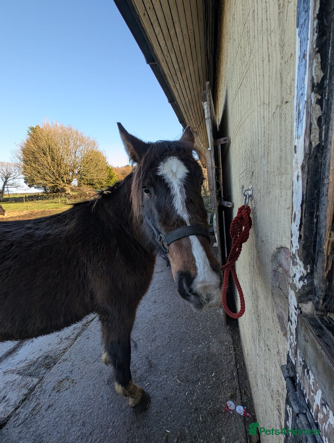 Dales horses for sale: Meg 13hh 3yr bay filly - Advert 3