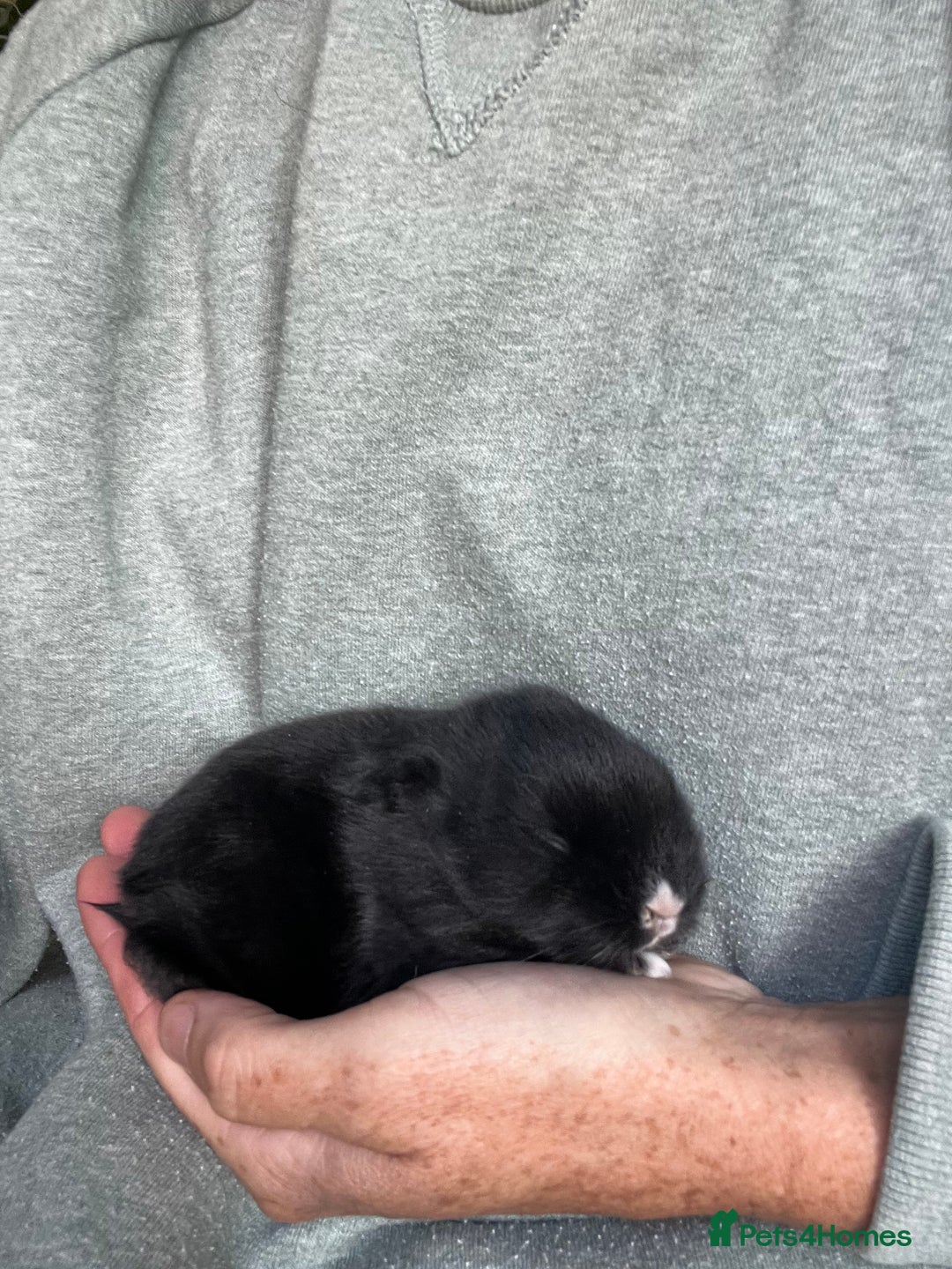 Mini Lion Lop rabbits for sale: Mini lop x Lionhead  - Image 4