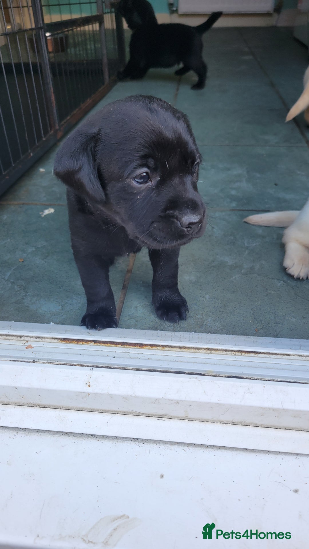 Labrador Retriever dogs for sale: Family bred Labrador puppies - Image 16
