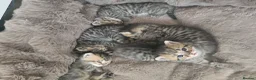 British Shorthair cats for sale: Brittish shorthair cross Bengal  in Southend-on-Sea - Advert 5