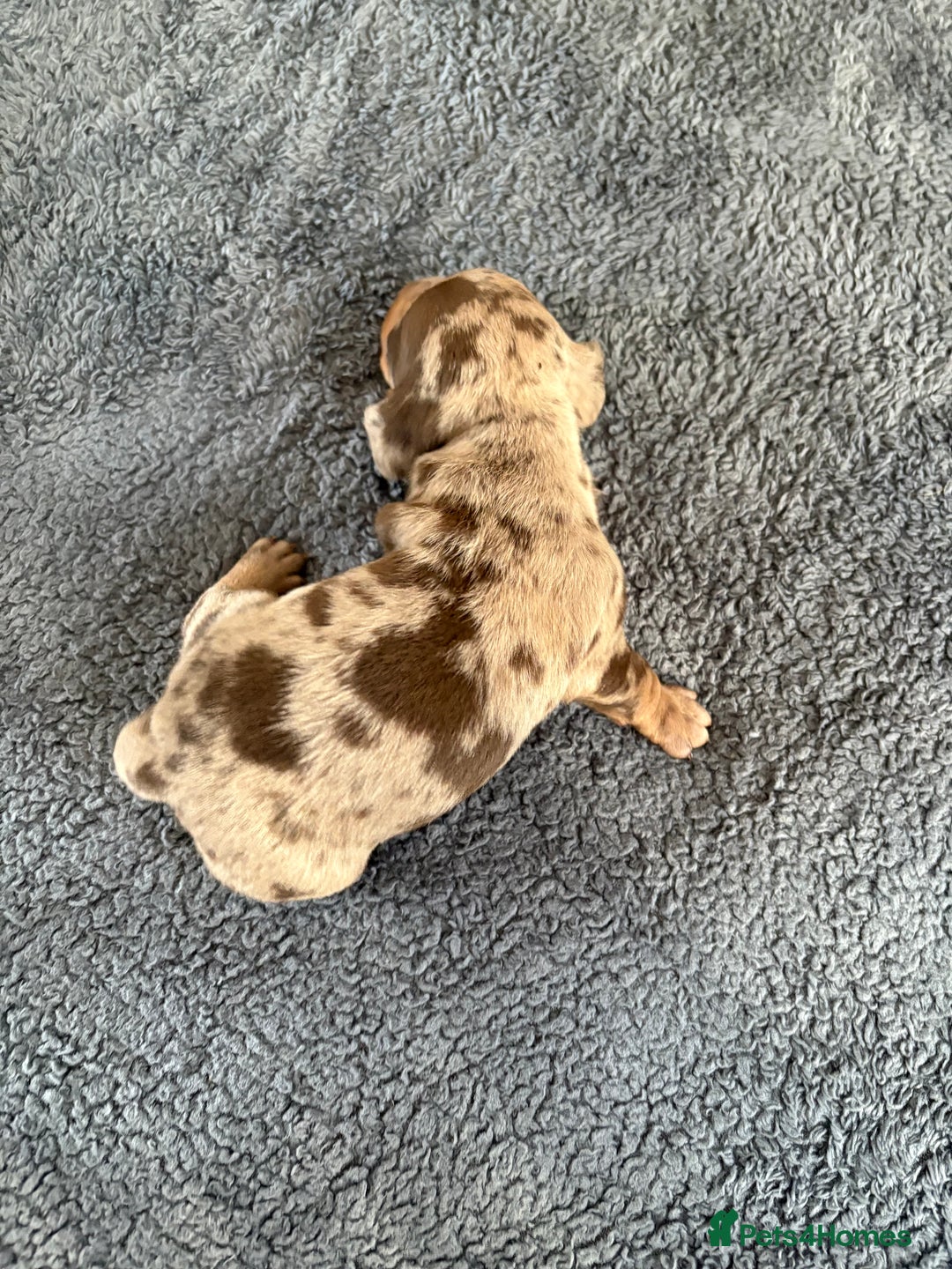 Dachshund dogs for sale: 4 absolutely gorgeous dachshund girls  - Advert 18