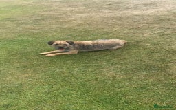 Border Terrier dogs for sale: 2 Lovely border pups - Image 6