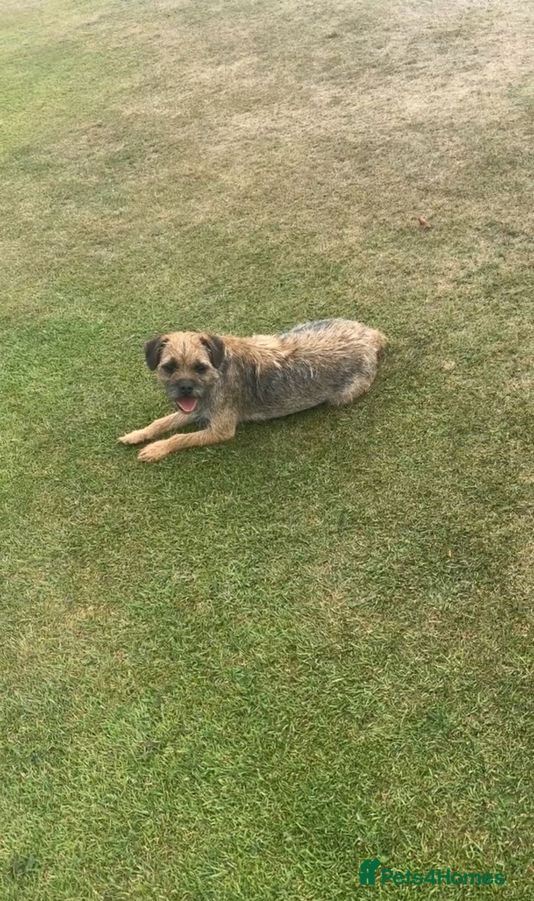 Border Terrier dogs for sale: 2 Lovely border pups - Image 6