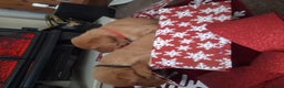 Labrador Retriever dogs for sale: Fox Red Labrador pups - Advert 16