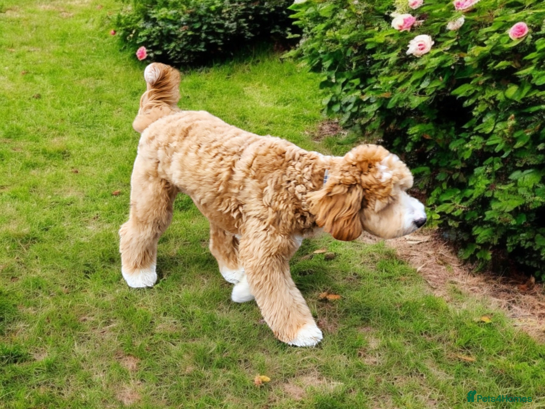 Cocker Spaniel dogs for stud: Hip0/0 Elbow 0/0 🌟Australian Labradoodle  - Advert 14