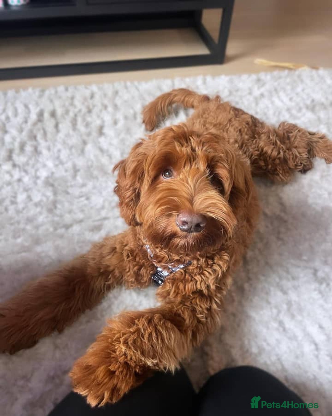 Australian Labradoodle dogs for sale: Australian Labradoodle For A New Home - Image 4