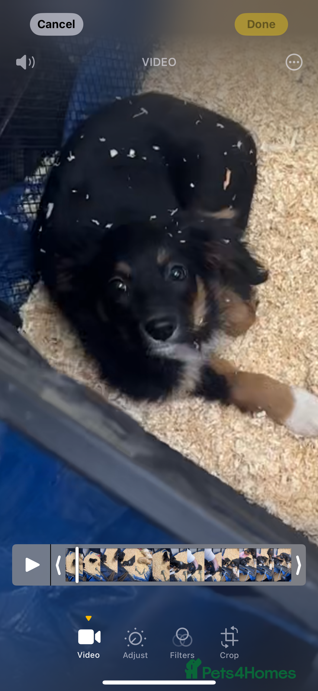 Border Collie dogs for sale: Last 2 girls left  - Advert 5