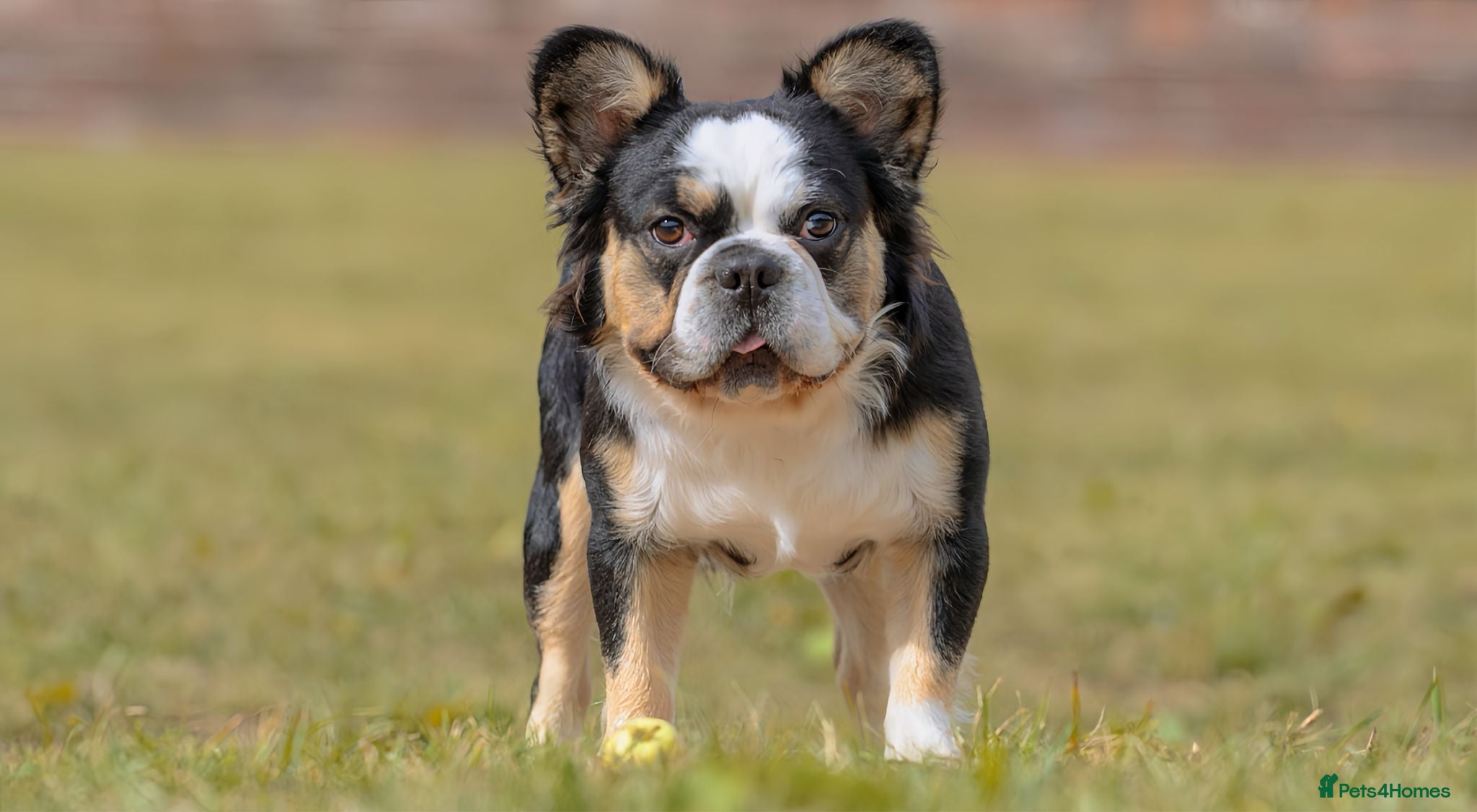 French Bulldog dogs Beautiful Frenchie Boy For Sale  - Advert 2