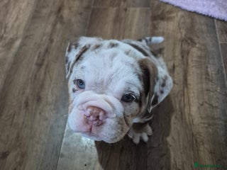 English Bulldog dogs - Advert 4