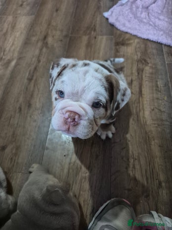 English Bulldog dogs - Advert 2