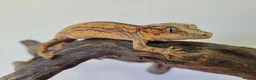 Gecko reptiles for sale: Gargoyle Gecko Stripe Red and Orange Yellow base  - Advert 1