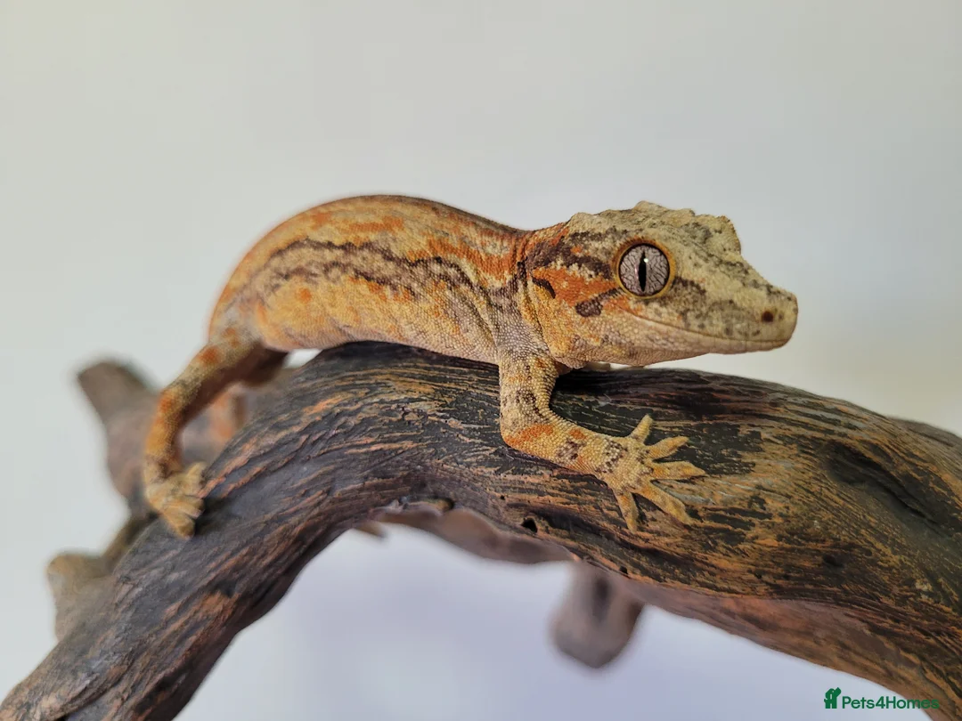 Gecko reptiles for sale: Gargoyle Gecko Stripe Red and Orange Yellow base  - Advert 1