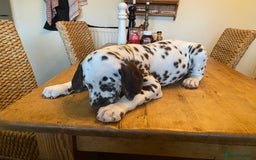 Dalmatian dogs for sale: Absolutely stunning liver puppy  - Image 32