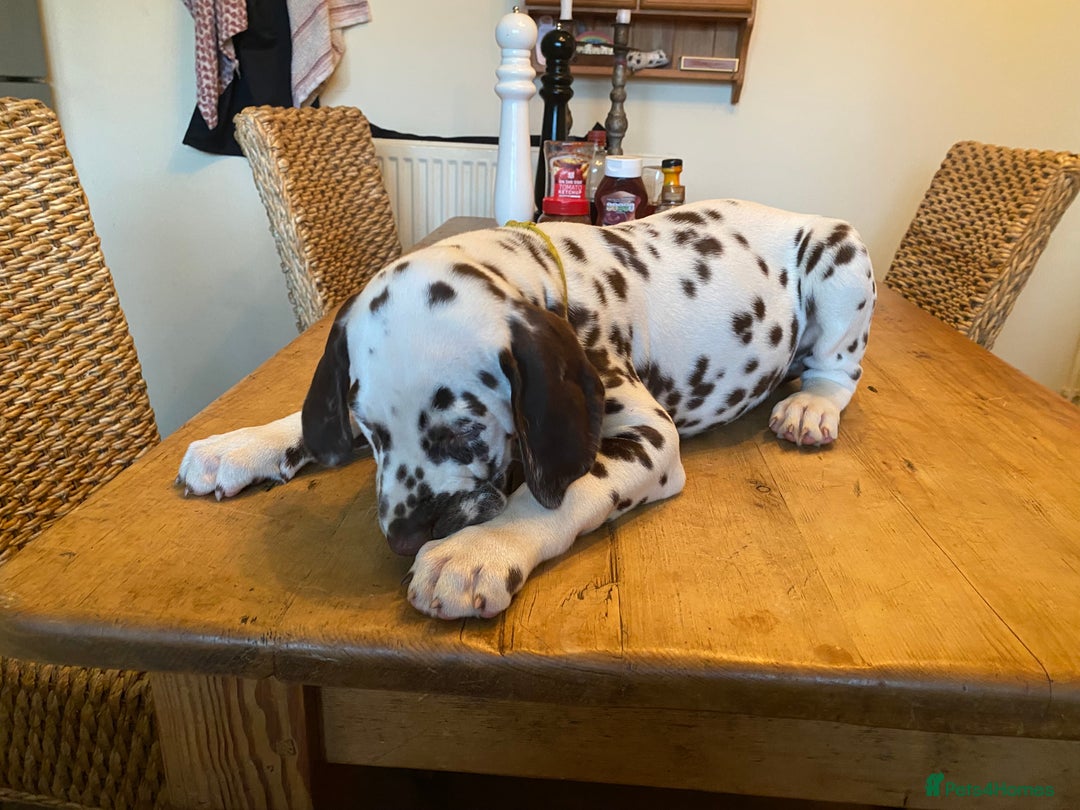 Dalmatian dogs for sale: Absolutely stunning liver puppy  - Image 32