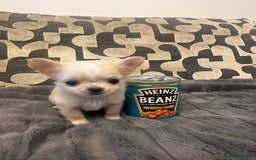 Chihuahua dogs for sale: KC Reg Champion Russian lines LONG COAT puppies - Image 11