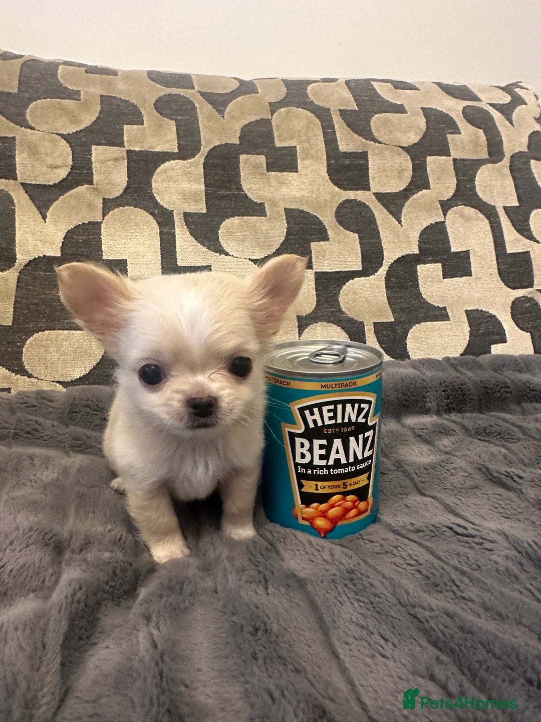 Chihuahua dogs for sale: KC Reg Champion Russian lines LONG COAT puppies - Image 11