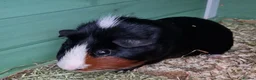 Guinea Pig rodents for sale: 2 male guinea pigs looking for there forever home - Advert 5