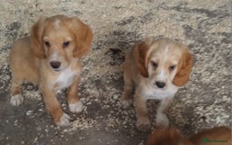 Cocker Spaniel dogs for sale: Fully vaccinated, Working type kc cocker spaniels - Image 1