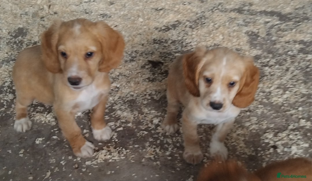Cocker Spaniel dogs for sale: Fully vaccinated, Working type kc cocker spaniels - Image 1